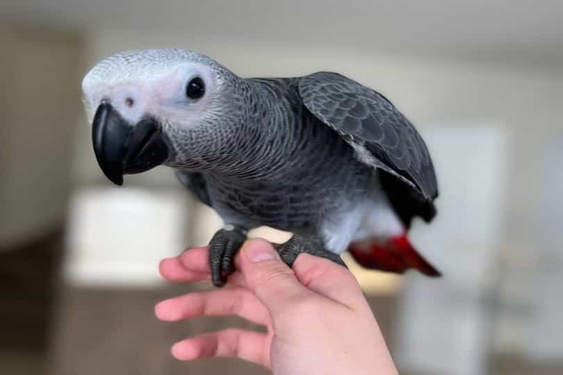 Hand Tamed African Grey