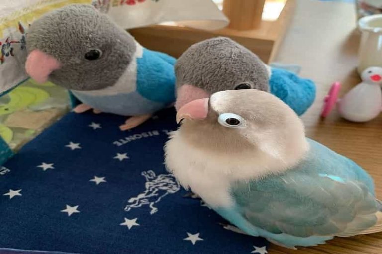 How Much Does A Parrot Cost Updated Guide Parrots for Sale