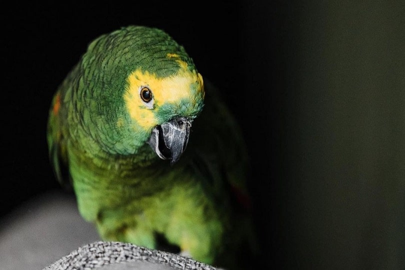 Newzealand Parrot