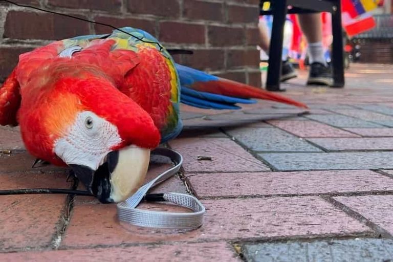 How Much Does A Parrot Cost Updated Guide Parrots for Sale