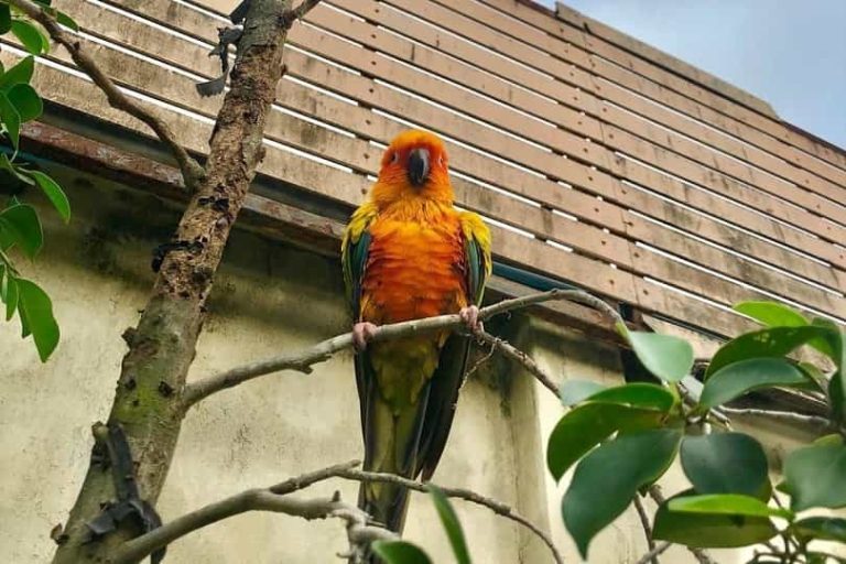 How Much Does A Parrot Cost Updated Guide Parrots for Sale