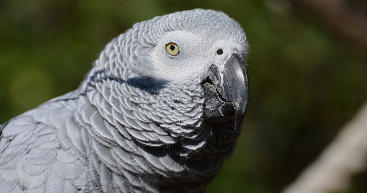 Africab grey parrot training steps