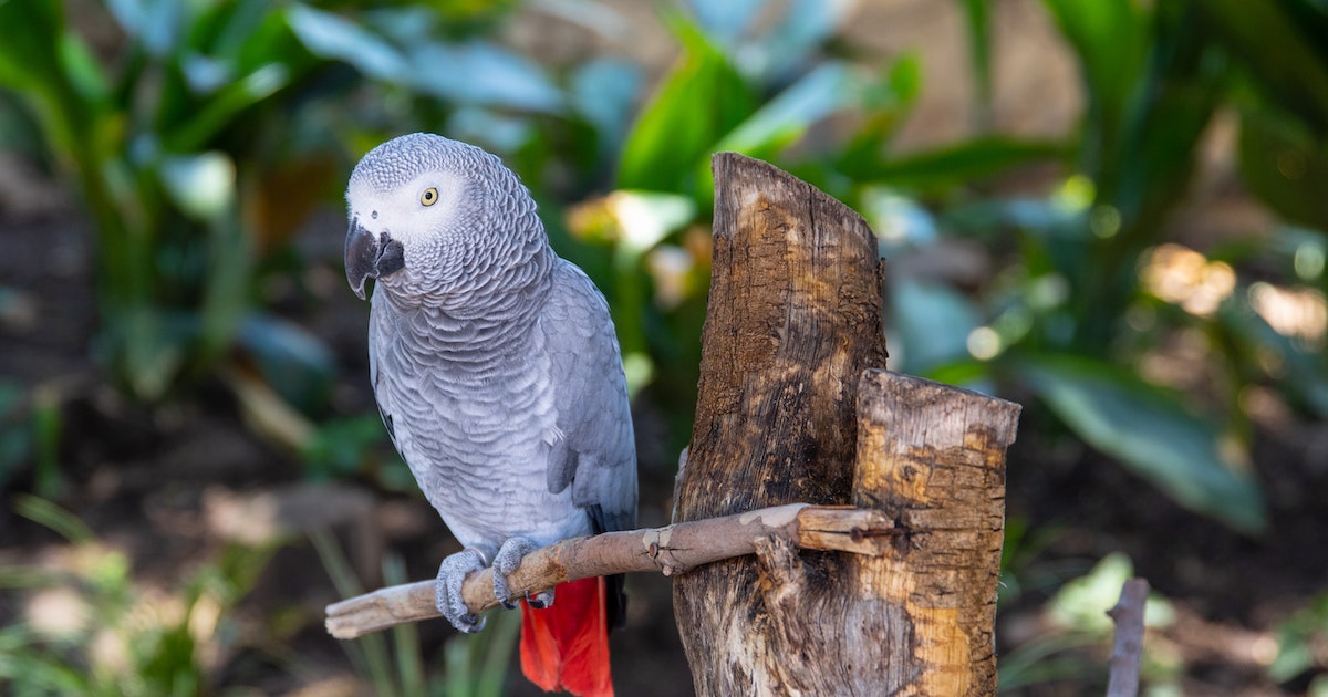 Africab grey parrot training steps