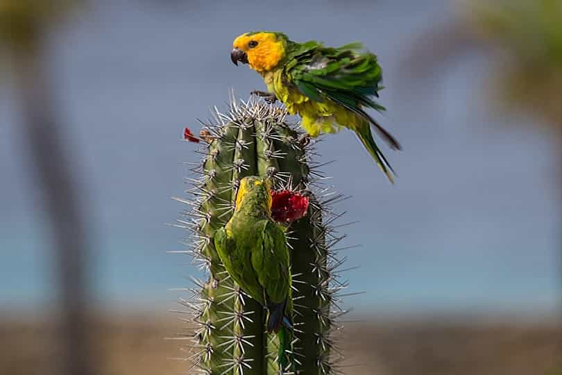 Can parrots eat cactus
