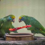 Do parrots eat chillies