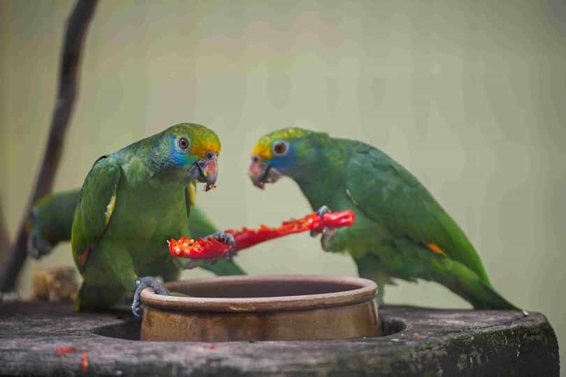 Do parrots eat chillies