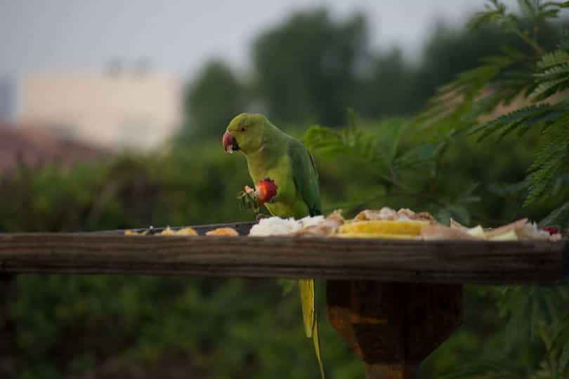 What Parrot Eats